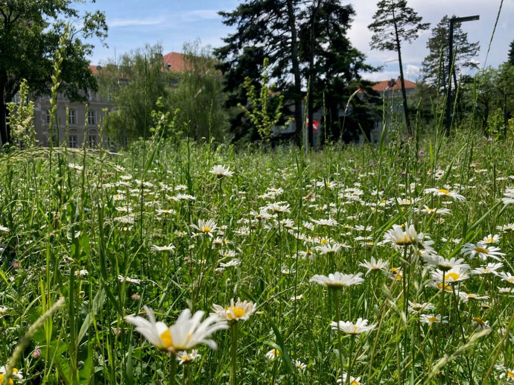 Wiese